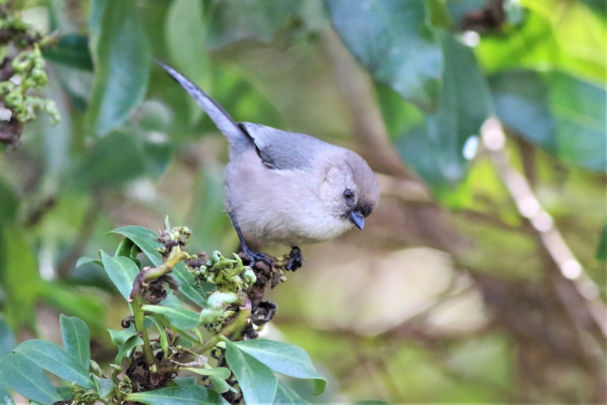 Bushtit - ML308524791