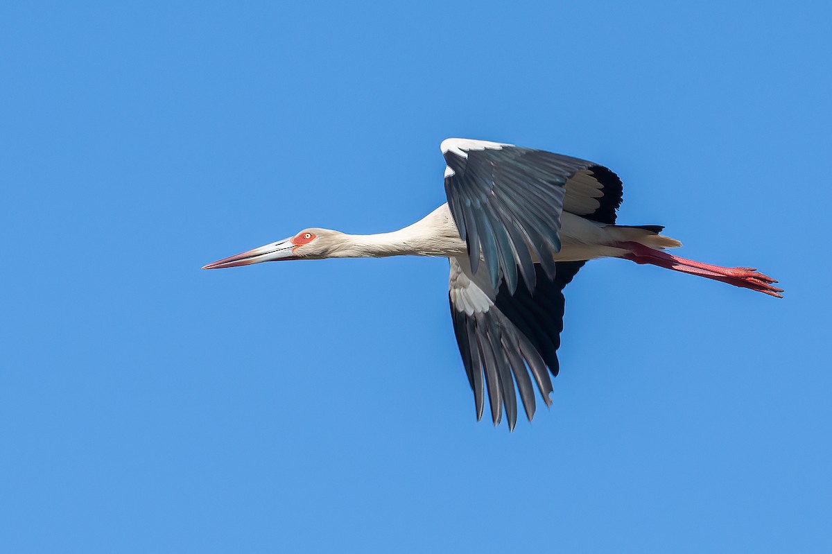 Maguari Stork - ML308525041