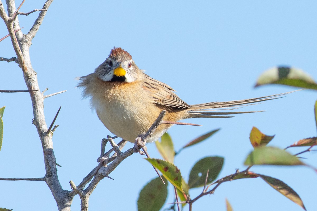 Chotoy Spinetail - ML308525431