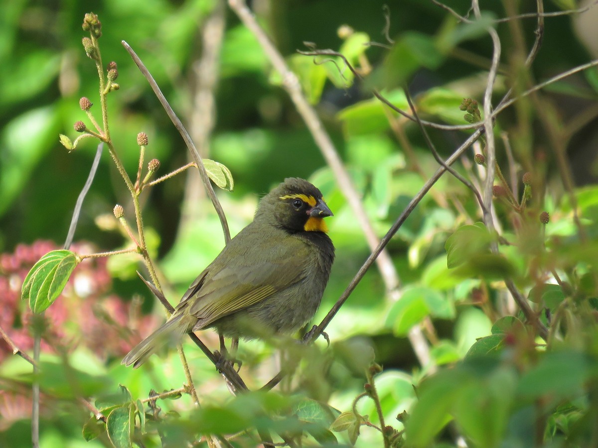 Yellow-faced Grassquit - ML30852661