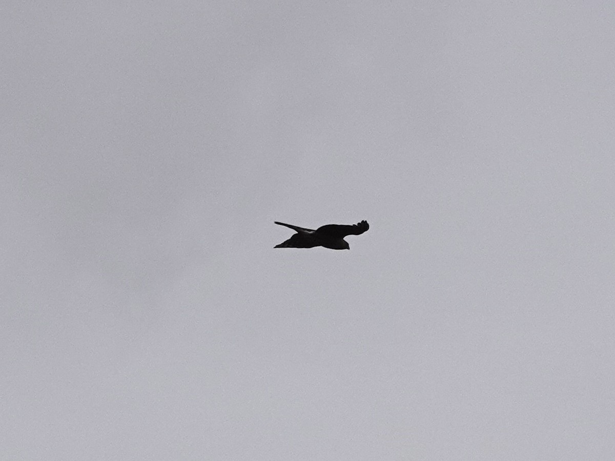 Sharp-shinned Hawk - ML308526921