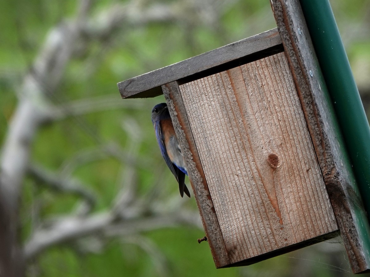 Western Bluebird - ML308527191