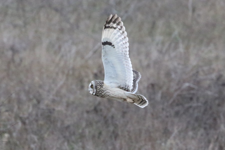 Short-Eared Owl, Lee Valley--Gunpowder Park