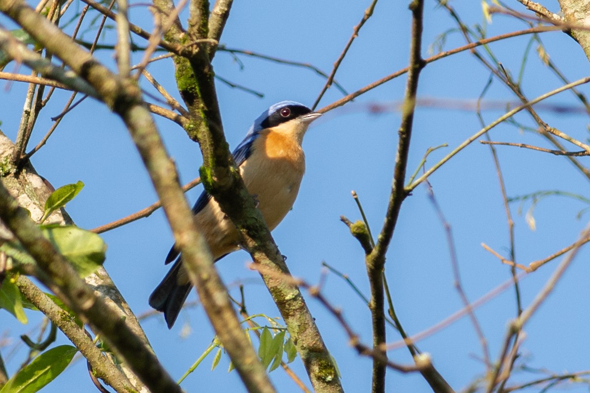 Fawn-breasted Tanager - Daniel Field