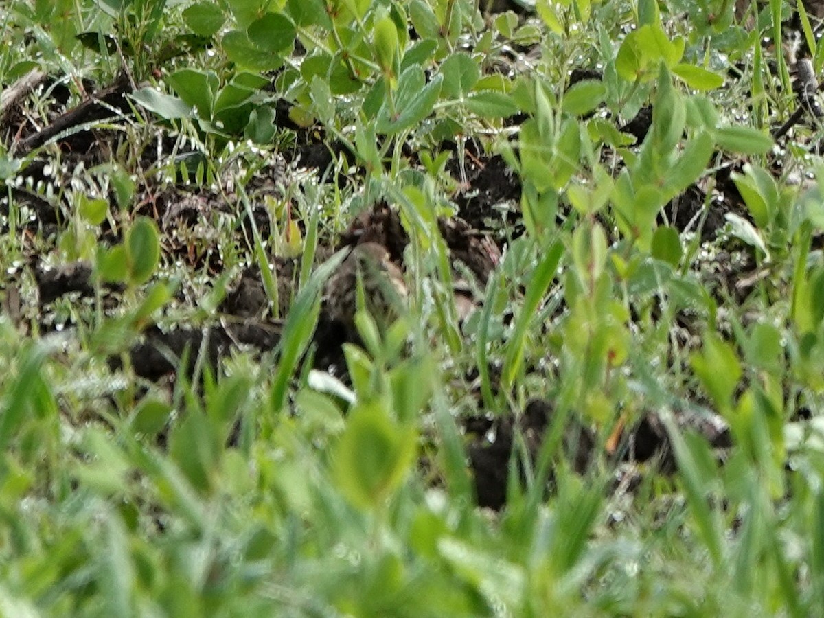 American Pipit - ML308527851