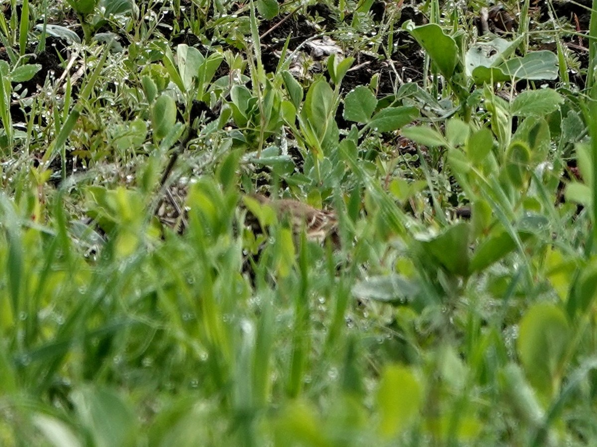 American Pipit - ML308527861