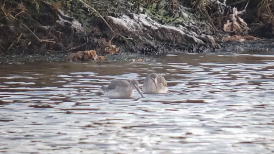 Spotted Redshank, RSPB Titchwell Marshes