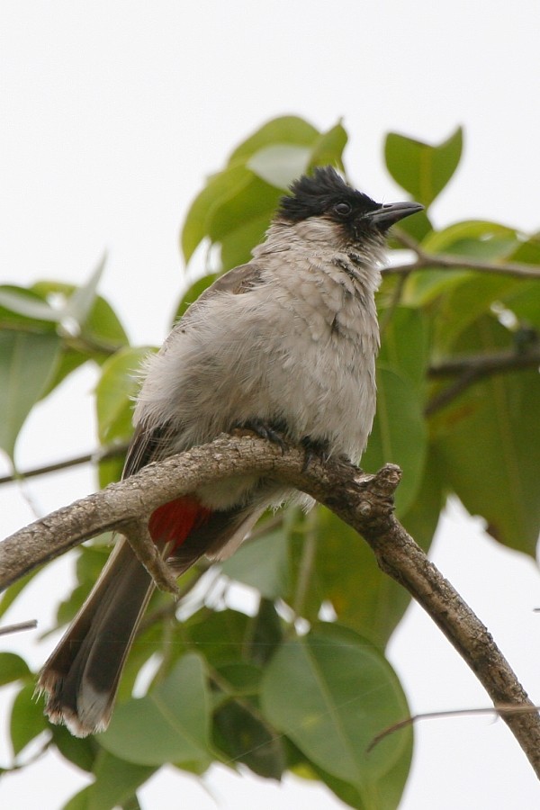 Sooty-headed Bulbul - Pavel Parkhaev