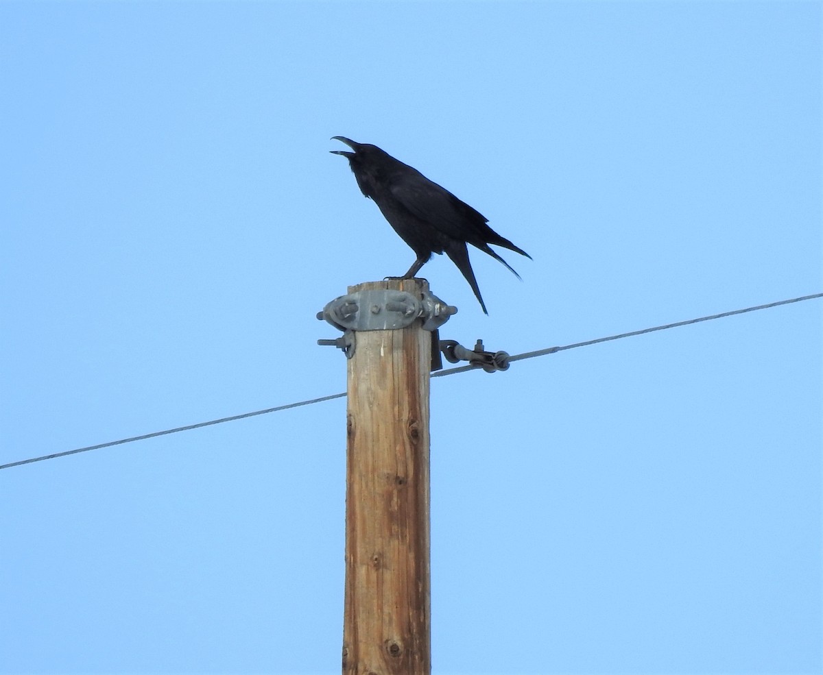 Grand Corbeau - ML308528781
