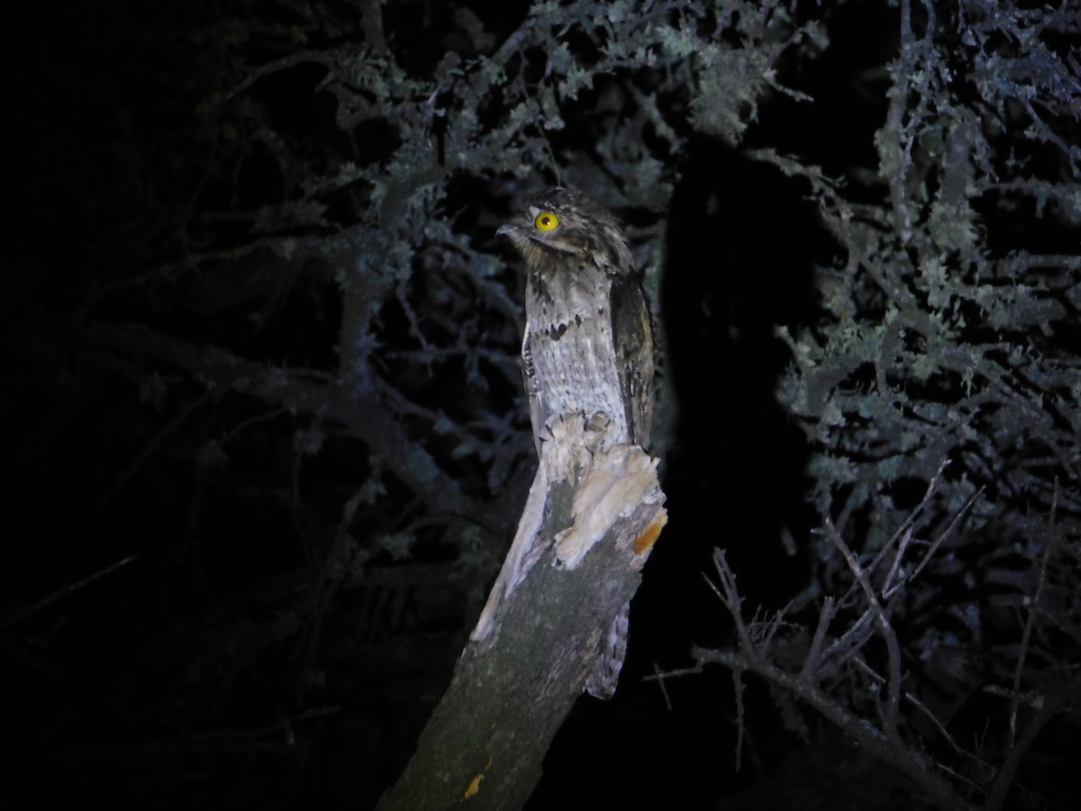 Common Potoo - ML308529451