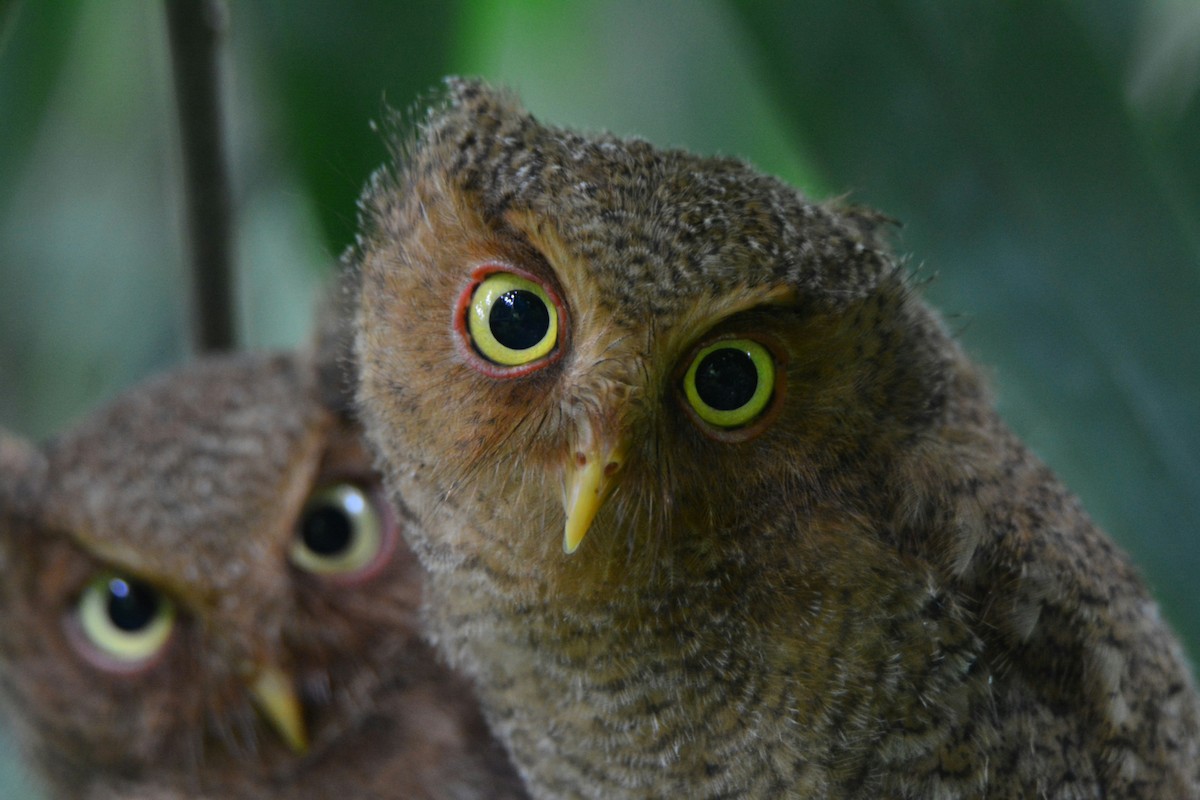 Mountain Scops-Owl - ML308529571
