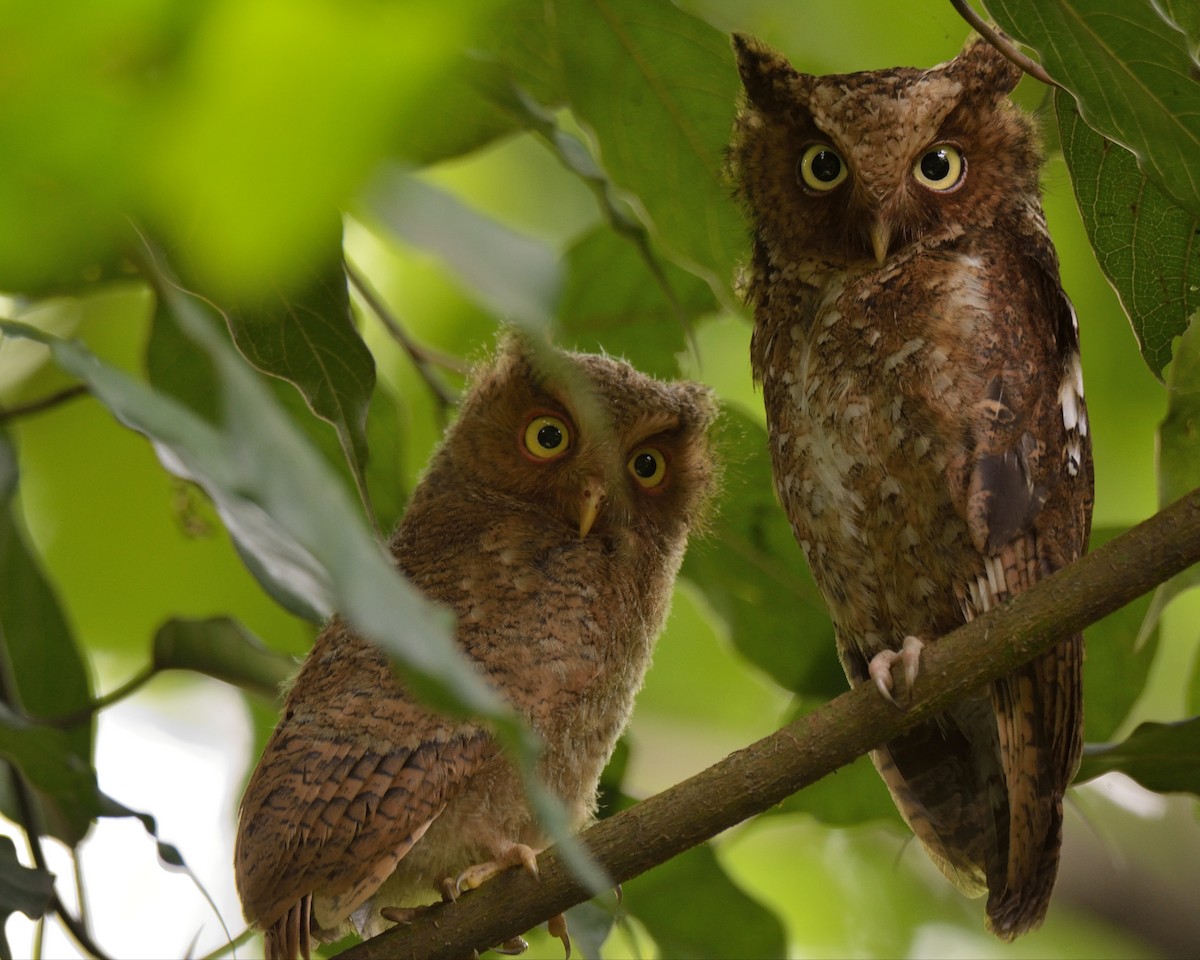 Mountain Scops-Owl - ML308530931