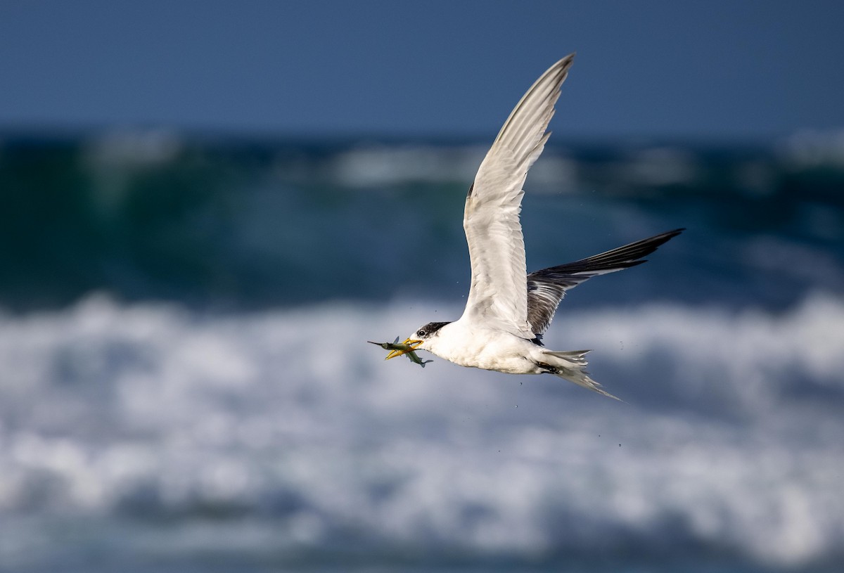Great Crested Tern - Paul Rankin