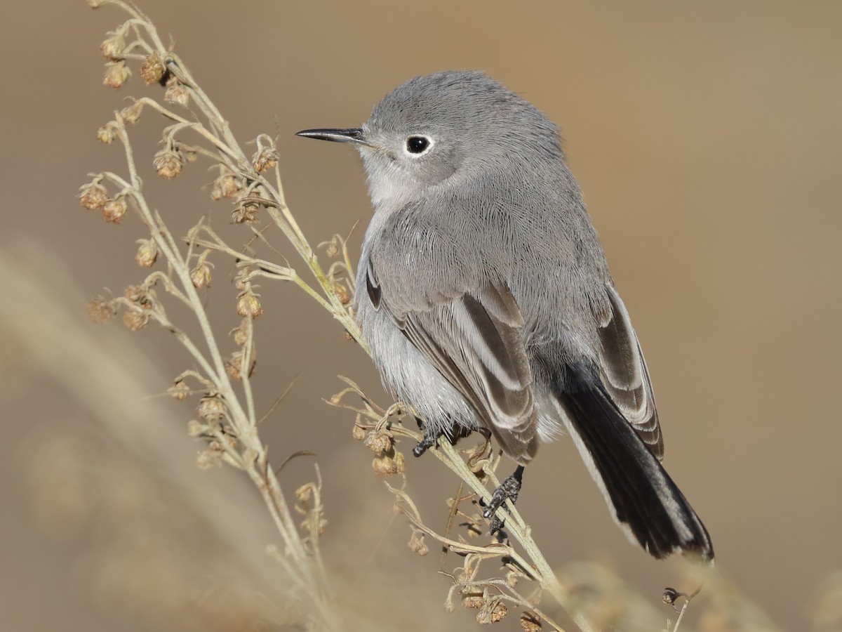 Female/nonbreeding male