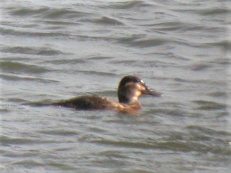 Ruddy Duck - ML308535111