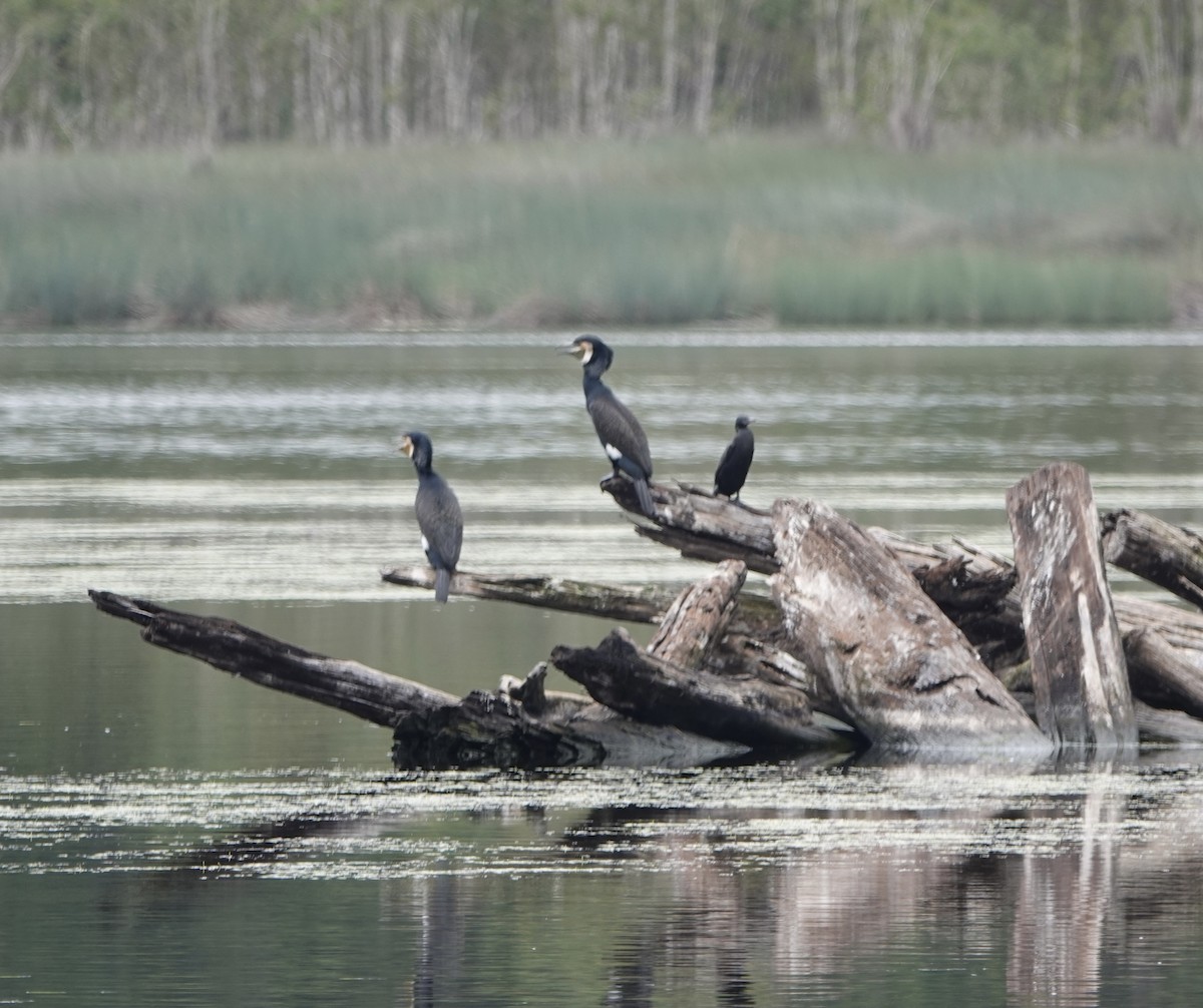 Great Cormorant - David Morton