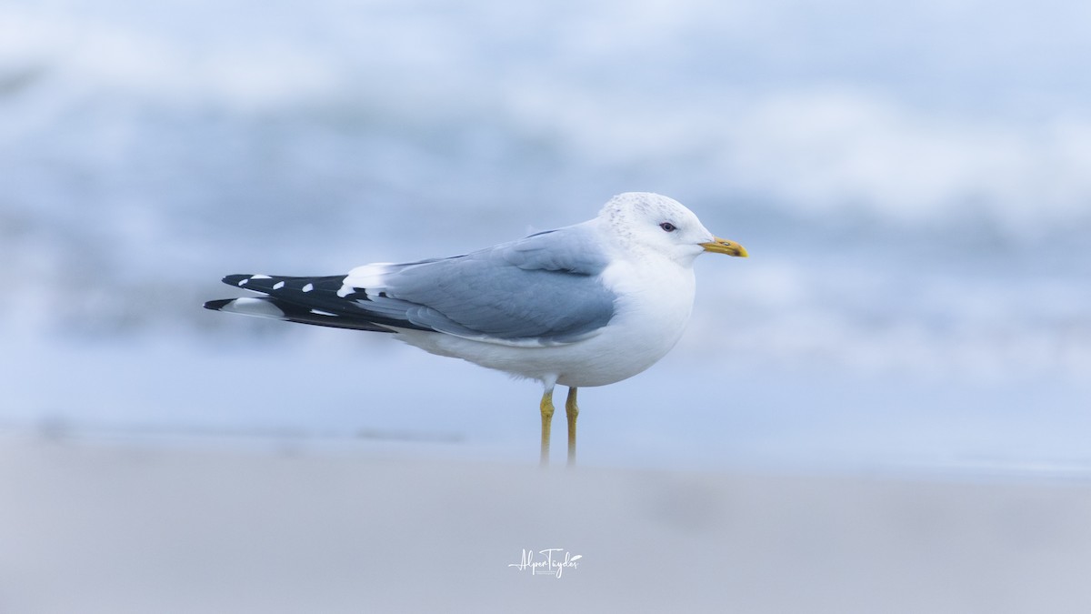 Common Gull - ML308538791