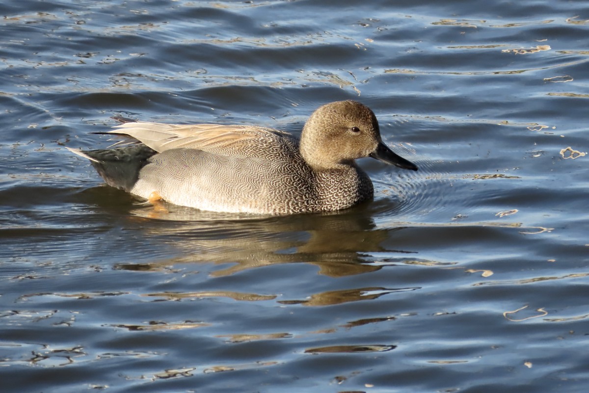 Gadwall - ML308540011