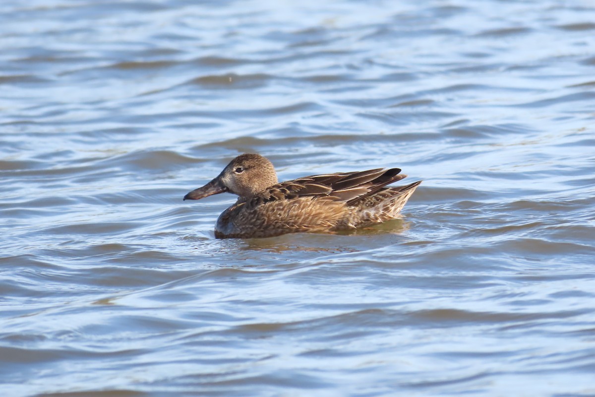 Cinnamon Teal - ML308540061