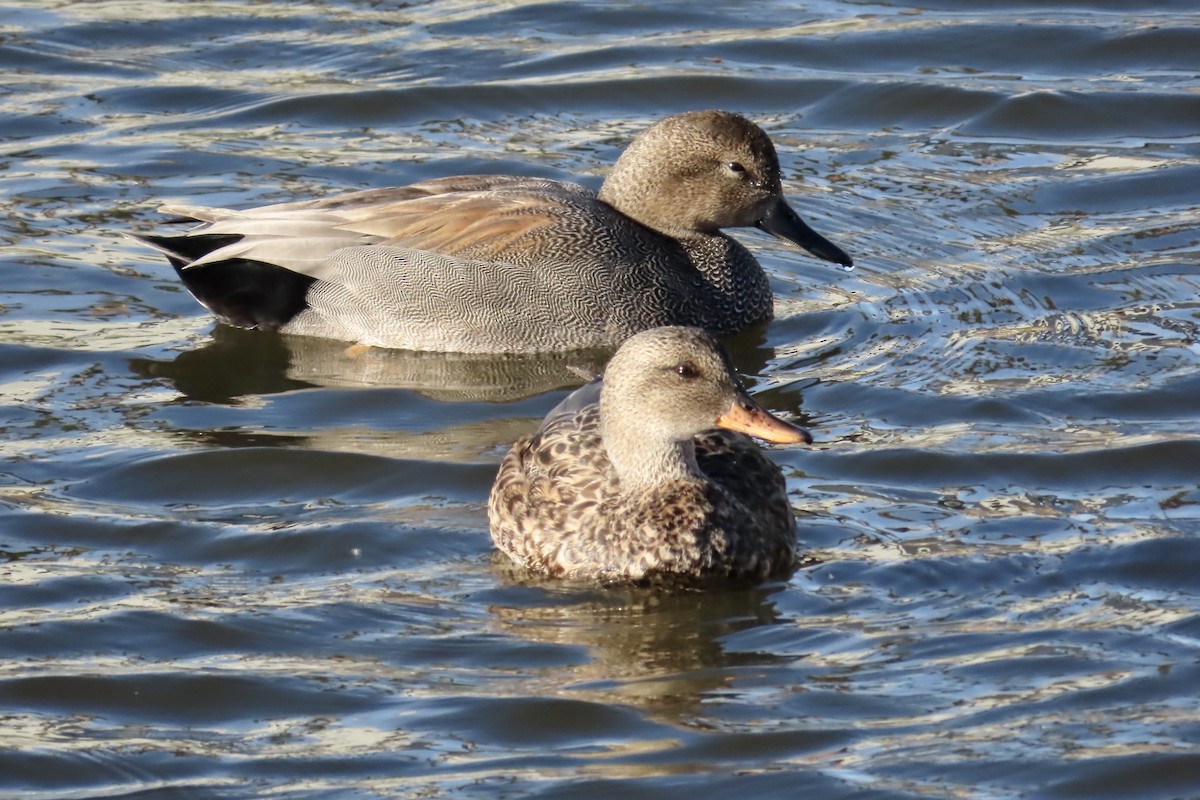 Gadwall - ML308540121