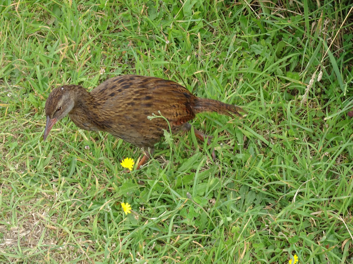Weka - ML308542241