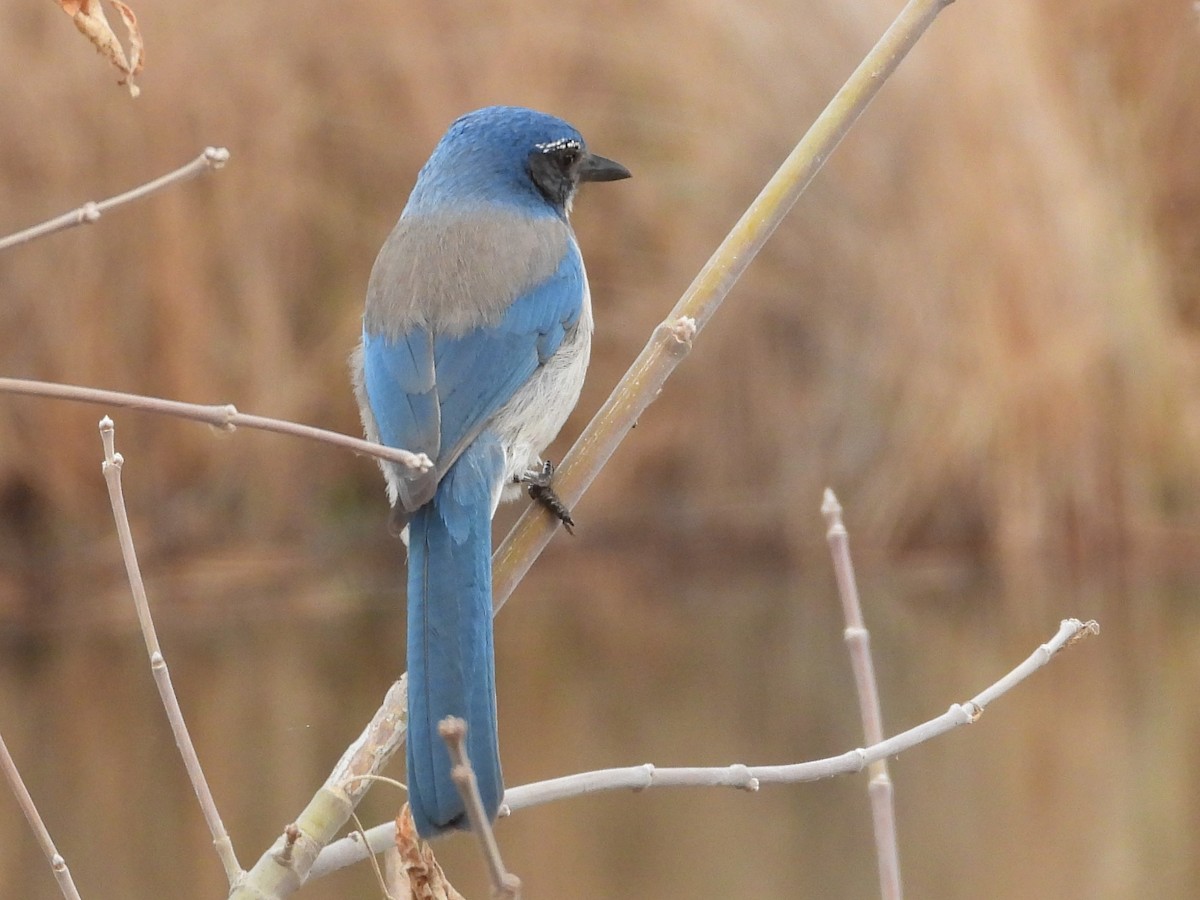 California Scrub-Jay - Sara Masuda