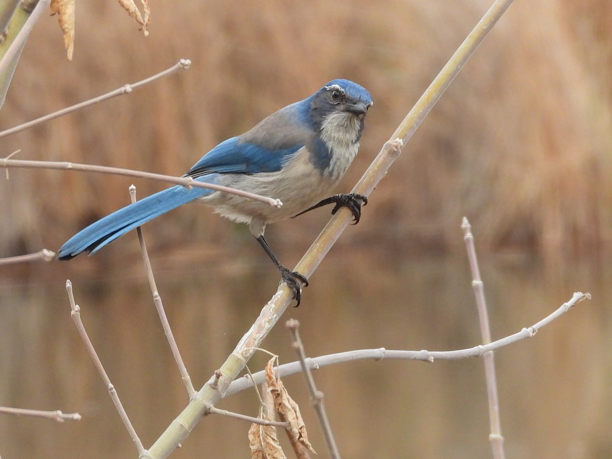 California Scrub-Jay - ML308544581