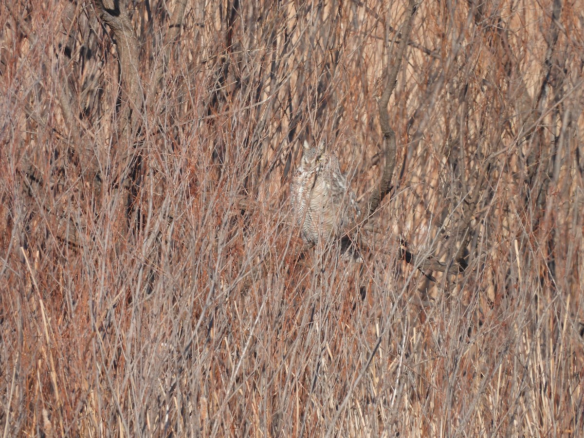 Great Horned Owl - ML308544601