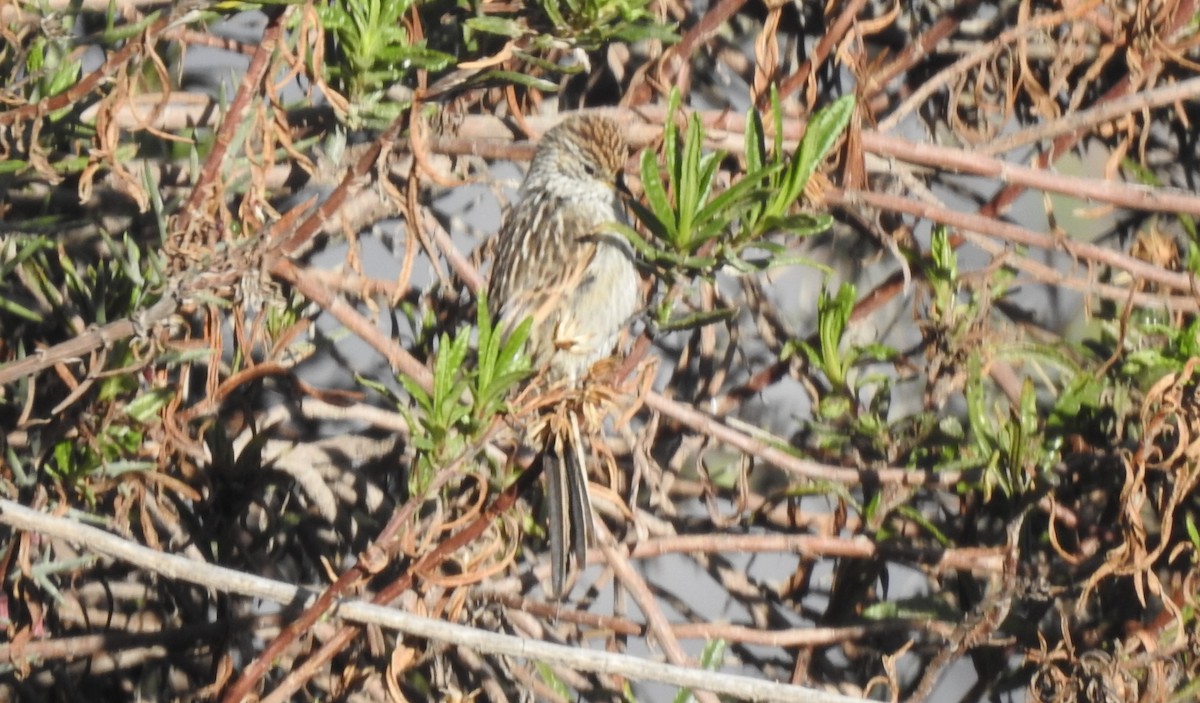 Streaked Tit-Spinetail - ML308546651