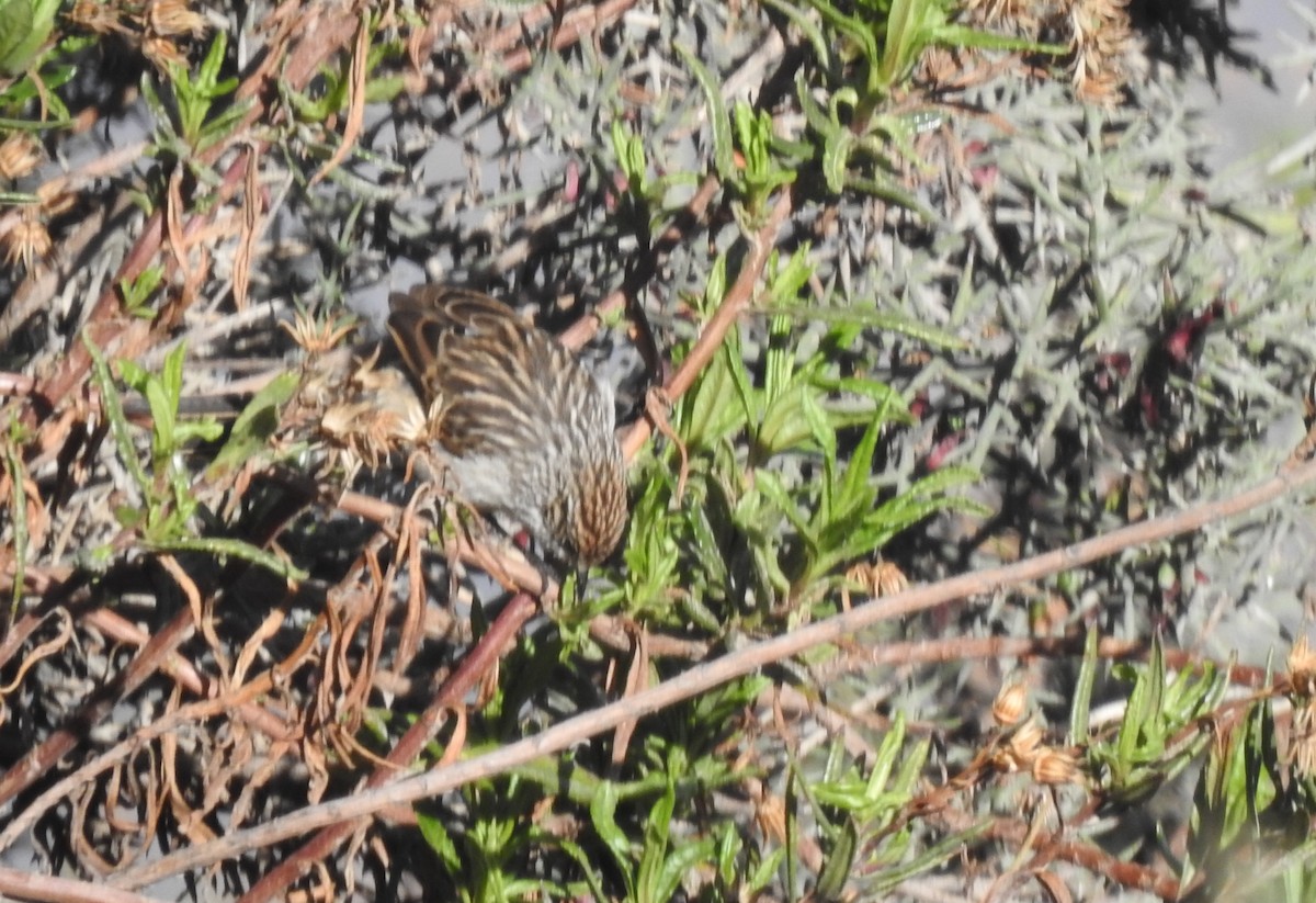 Streaked Tit-Spinetail - ML308546681