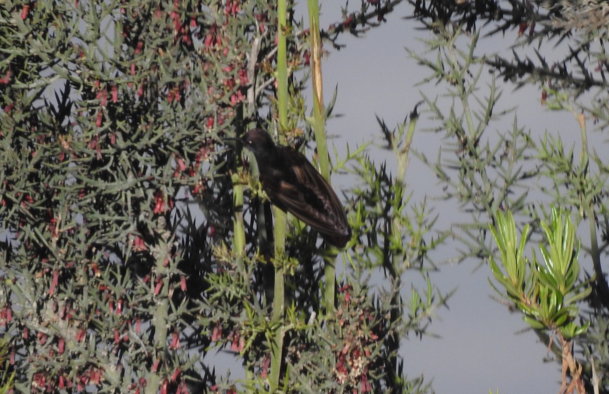 kolibřík mourovatý - ML308546811