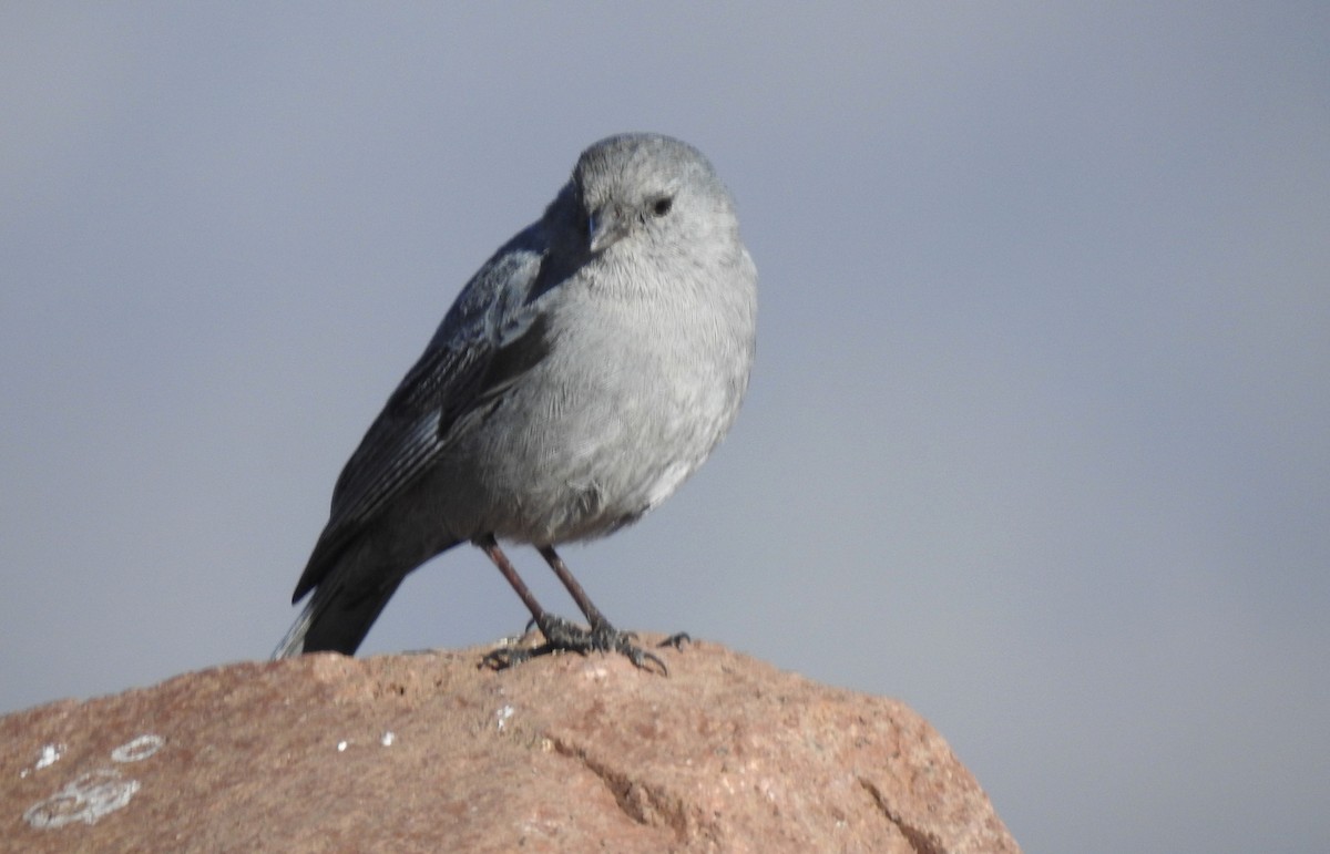 Plumbeous Sierra Finch - ML308547161