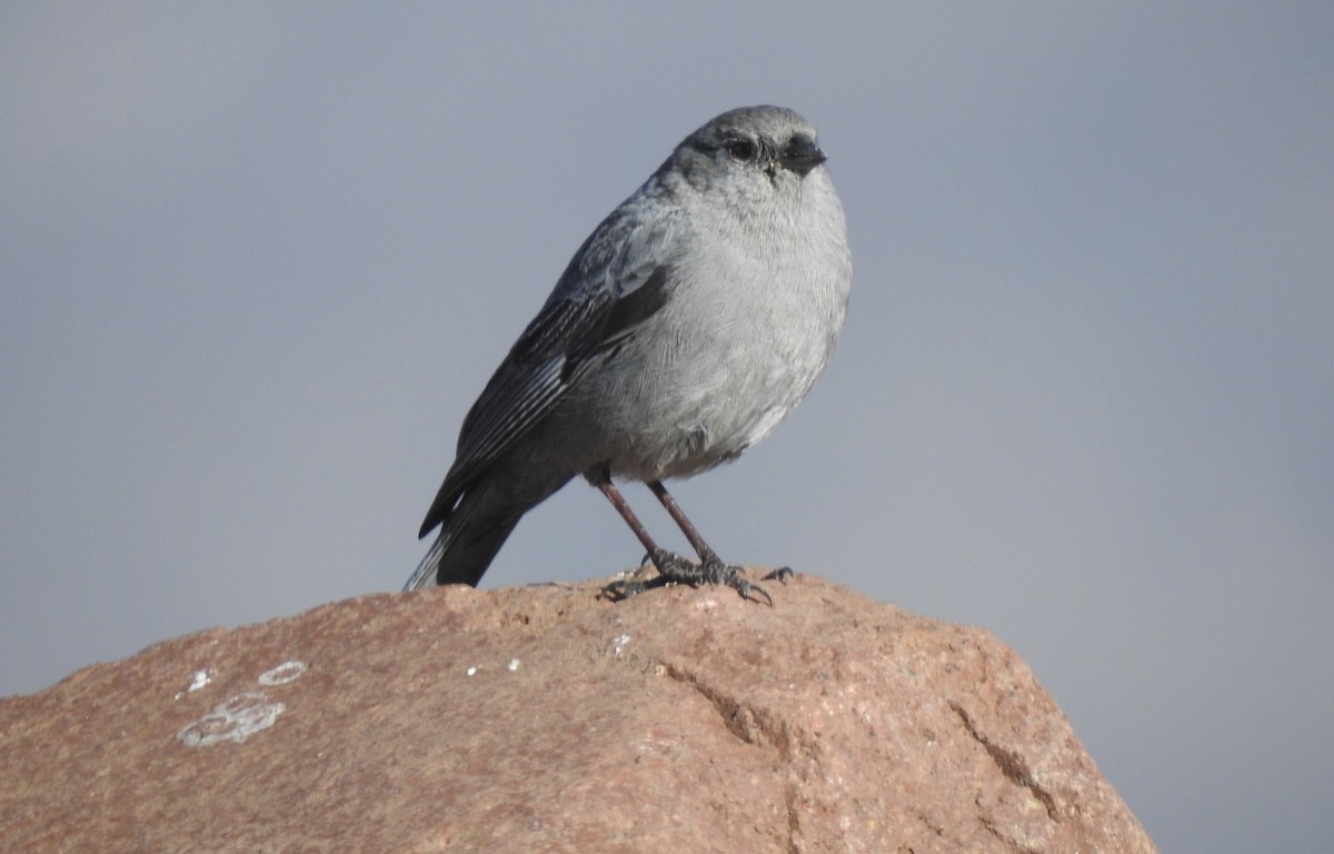 Plumbeous Sierra Finch - Fernando Angulo - CORBIDI