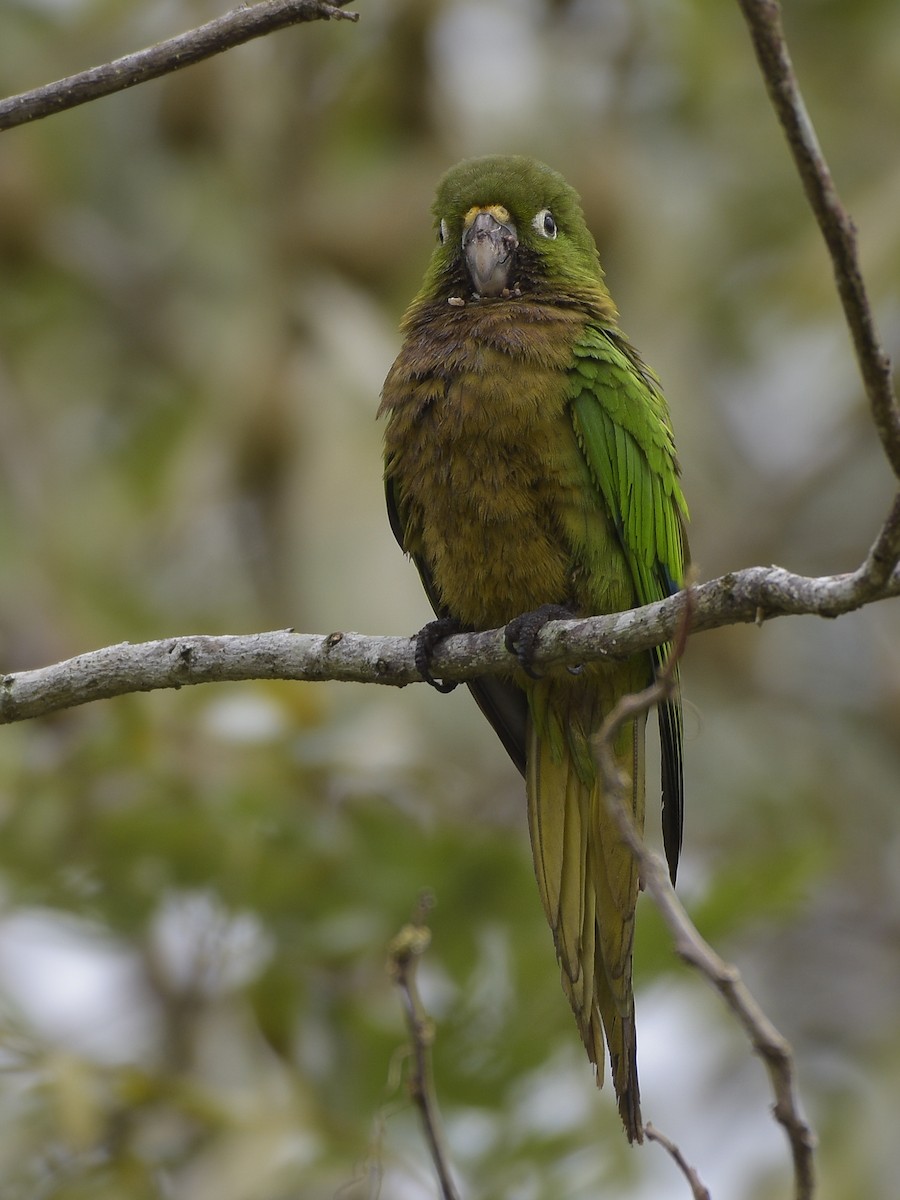 Olive-throated Parakeet - Carlos Echeverría