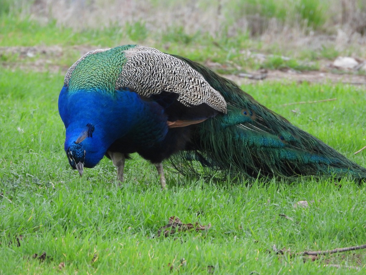 Indian Peafowl (Domestic type) - ML308547581