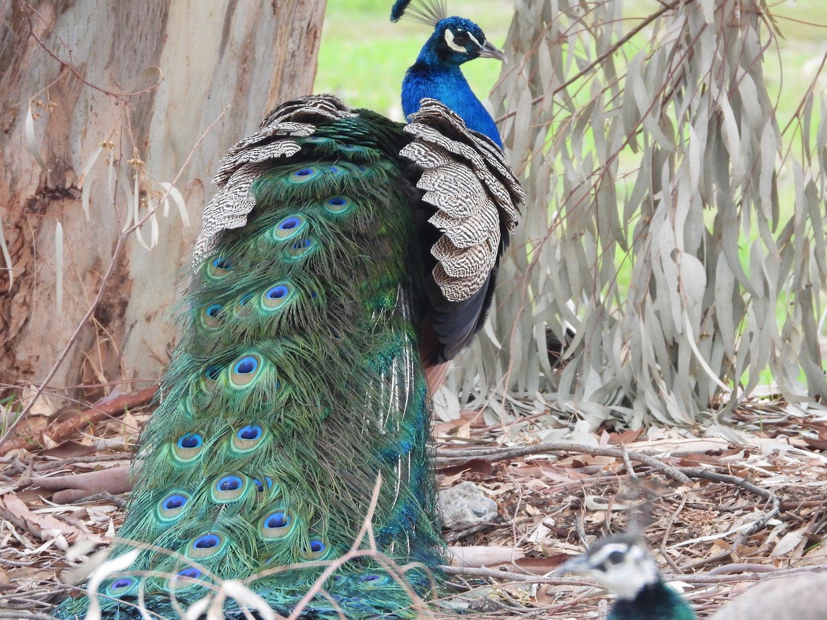 Indian Peafowl (Domestic type) - ML308547601