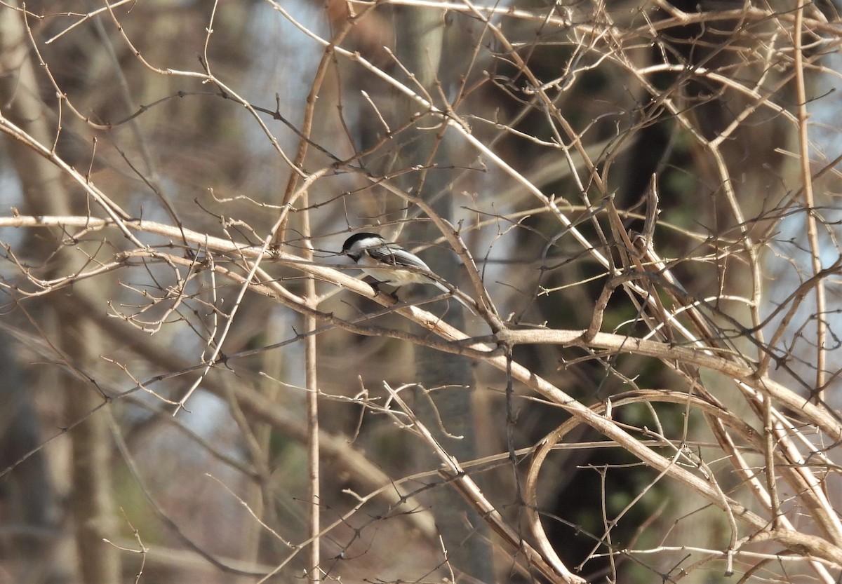 Black-capped Chickadee - ML308549651