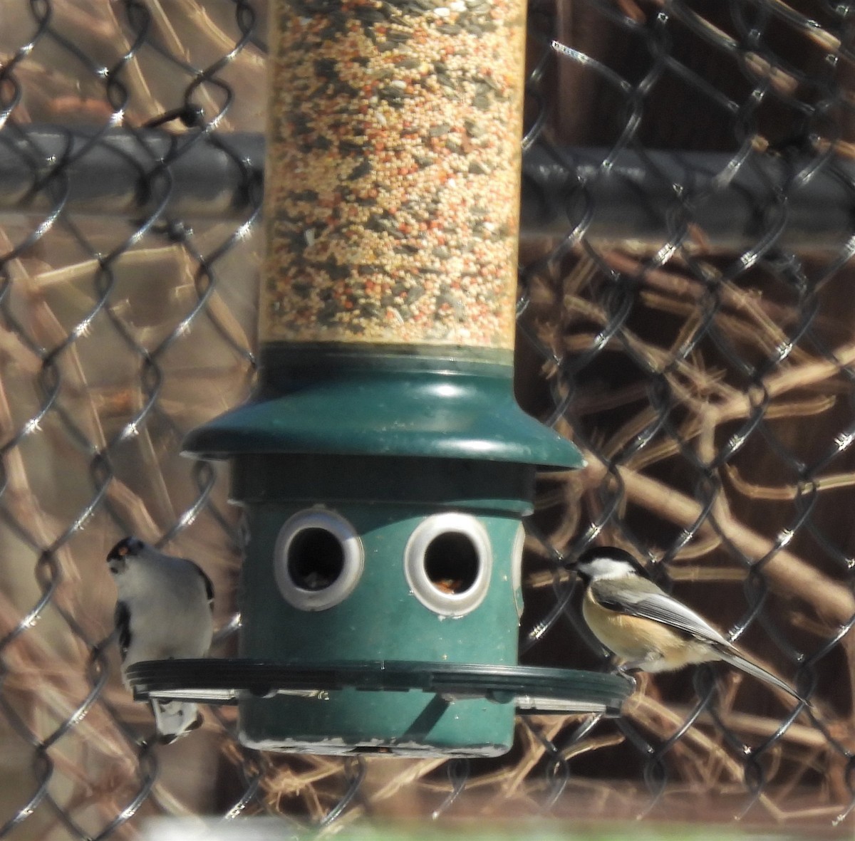 Black-capped Chickadee - ML308549661