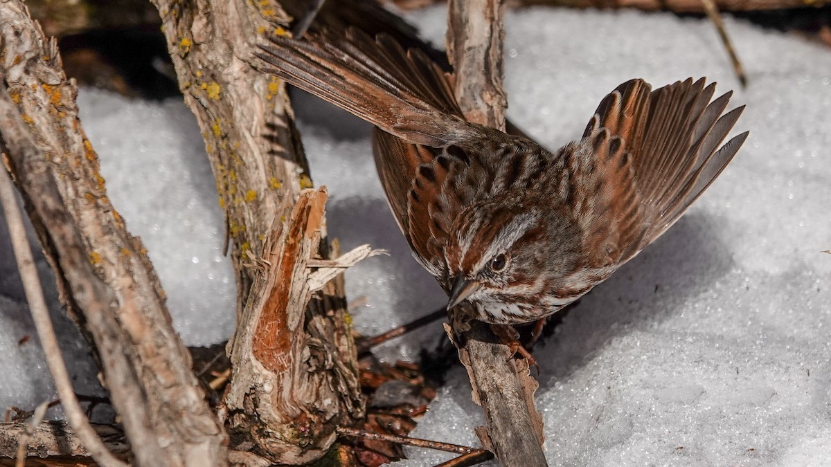 Song Sparrow - ML308551121