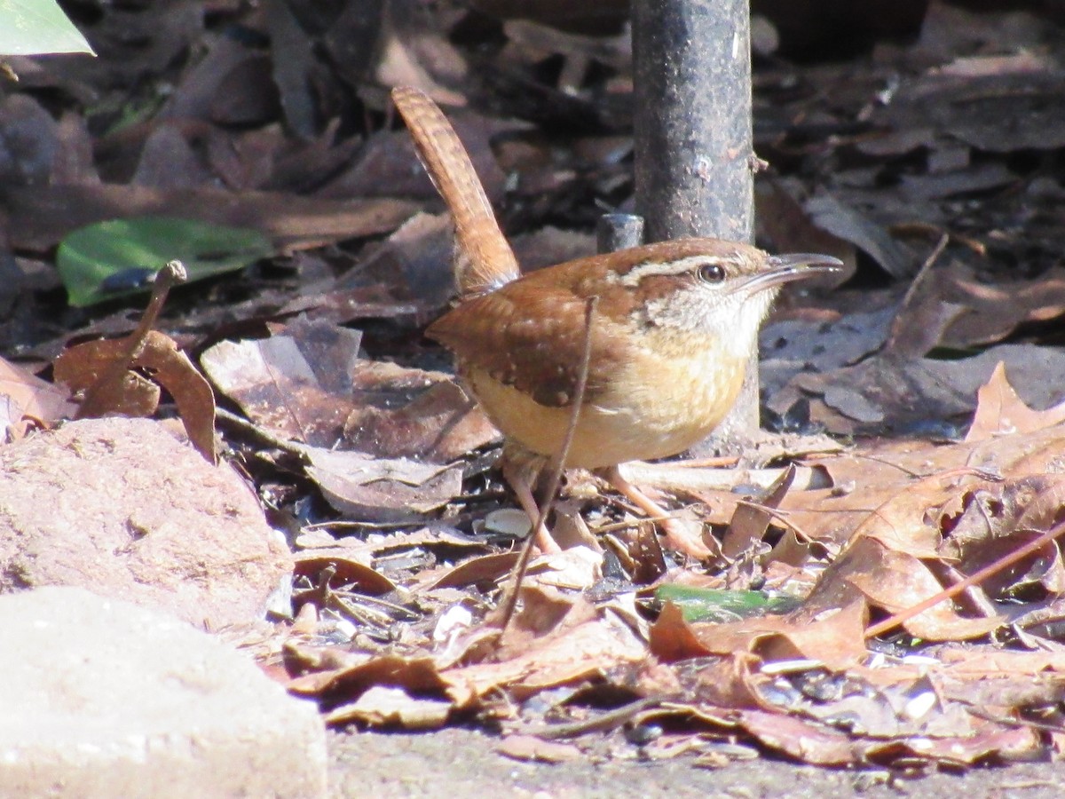 Carolina Wren - ML308552201