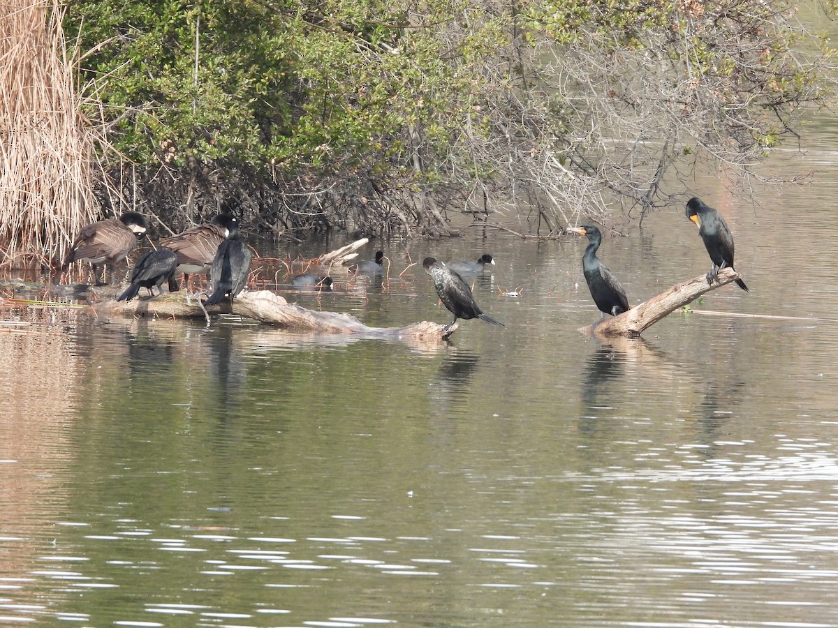 Cormoran à aigrettes - ML308552341