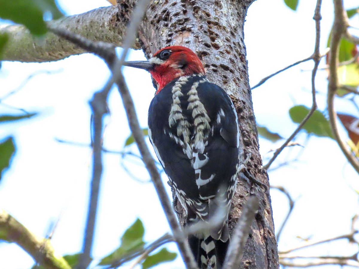 Red-breasted Sapsucker - David Blue