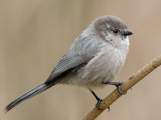 Male (Pacific) - Bushtit (Pacific)