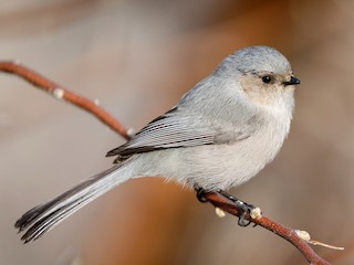 Male (Interior) - Bushtit
