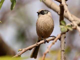 Male (melanotis Group) - Bushtit (melanotis Group)