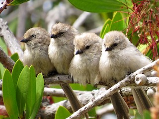 Flock - Bushtit