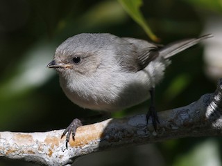 Juvenile - Bushtit