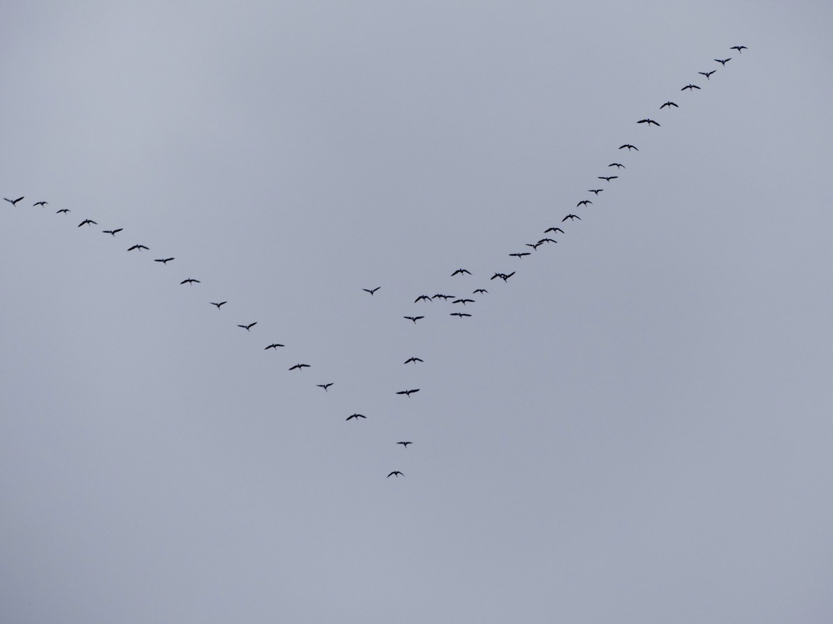 Tundra Swan - ML308553971