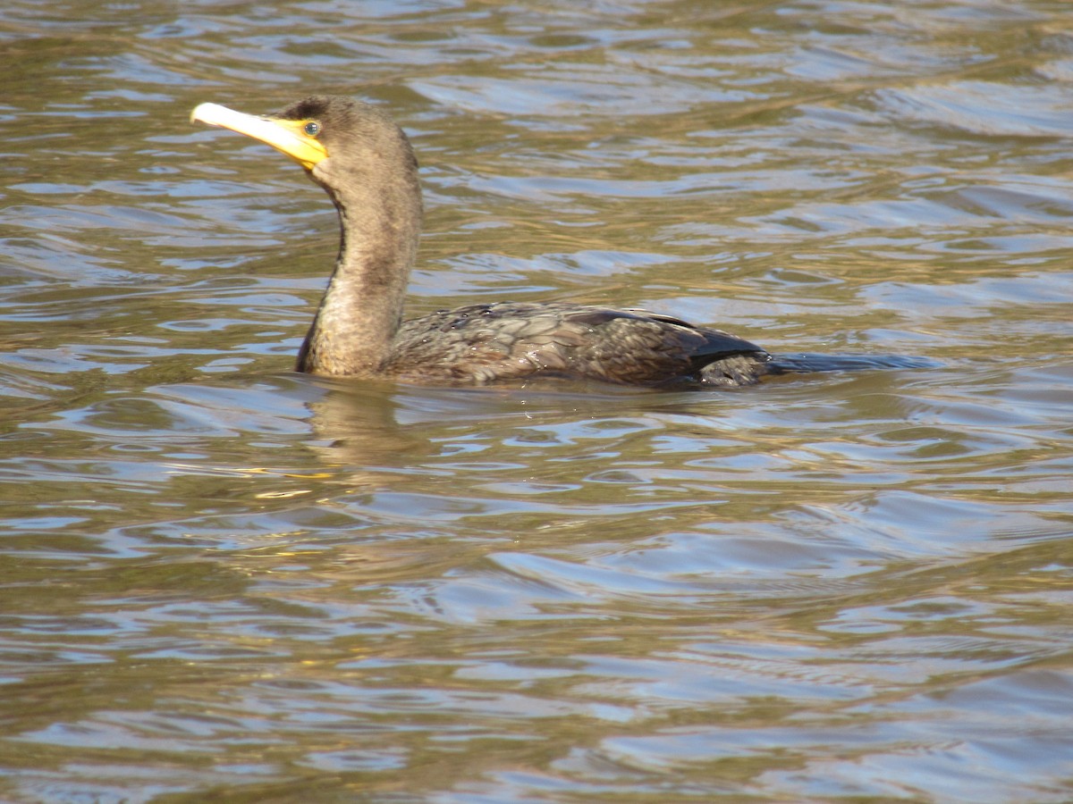 Double-crested Cormorant - ML308554751