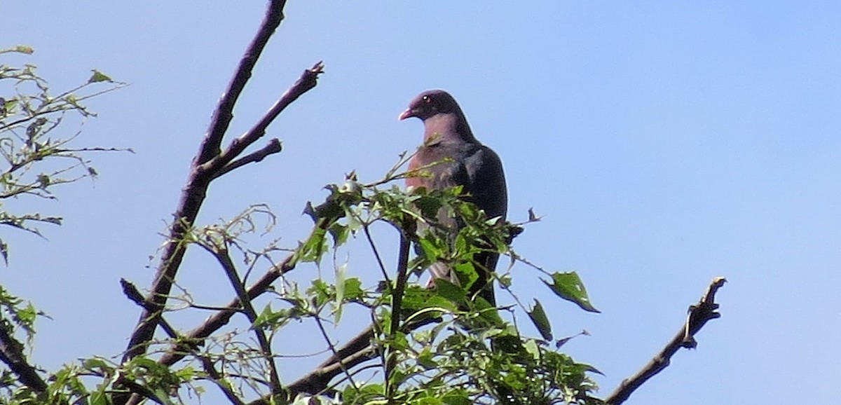 Red-billed Pigeon - Oliver  Komar